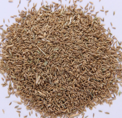 狗牙根种子发芽时间的问题,其实一般情况下其草籽在播种后一个星期就