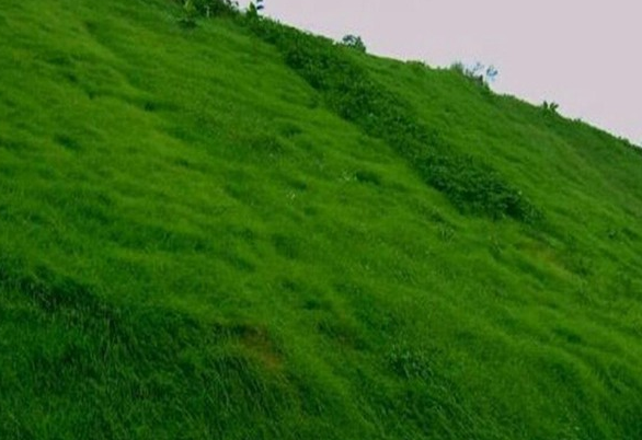 护坡王种子怎么种植?四季青草种子多少钱一斤?